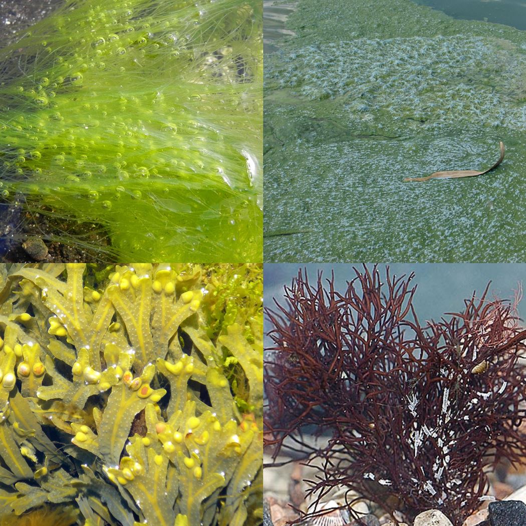 В результате чего образуются водоросли. Фукус среда обитания. Стигма у ламинарии. Пресноводные водоросли съедобные. Ксантофилловые водоросли.