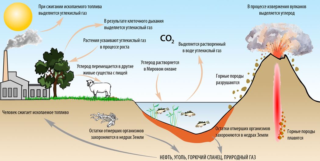 Схема круговорота углерода в природе впр