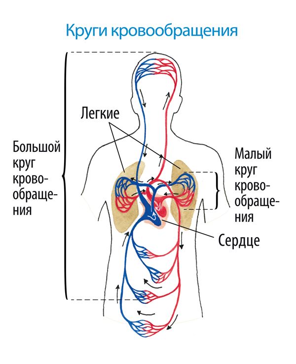 Какой процесс изображен на рисунке превращение венозной крови в артериальную