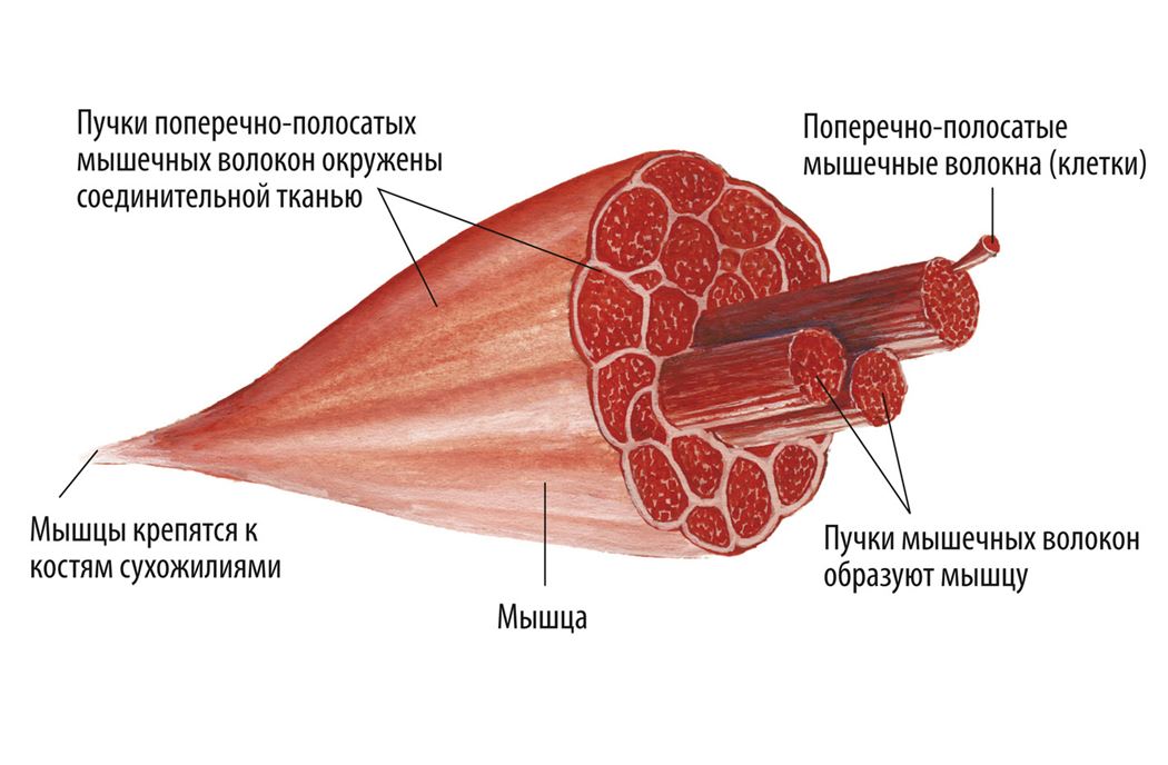 Продольные мышцы