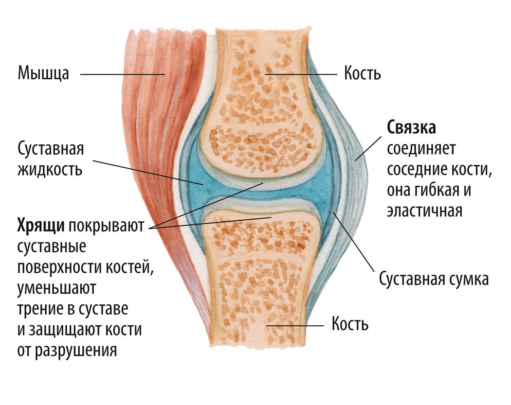 Основные элементы сустава