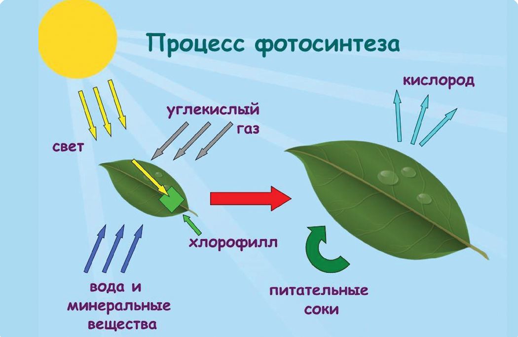 что они схема процесса фотосинтеза консультанты салона