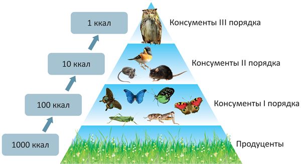 Экологическая пирамида картинки