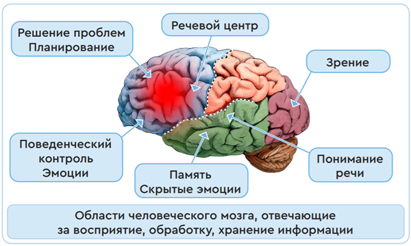 Центральный процессор это мозг